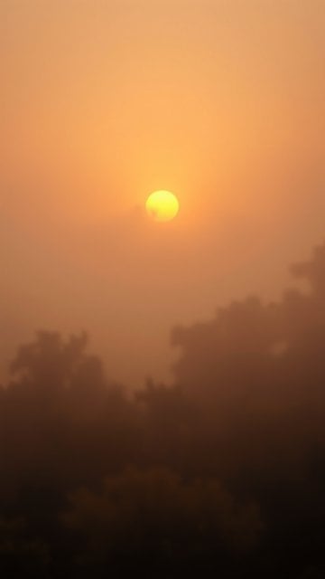 Hazy Golden Sunrise Through Mist and Trees