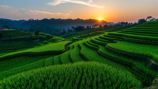 Sunrise over Lush Green Rice Terraces Landscape