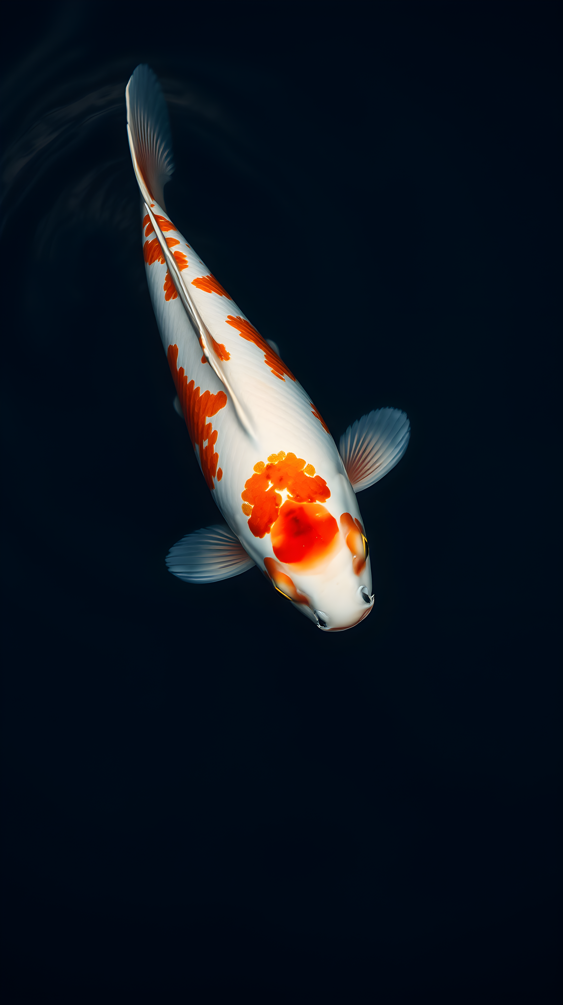 Elegant Kohaku Koi Fish in Dark Water Mobile Wallpaper, koi fish, kohaku koi, japanese fish, fish wallpaper, mobile wallpaper, phone background