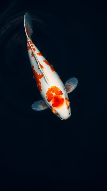 Elegant Kohaku Koi Fish in Dark Water Mobile Wallpaper