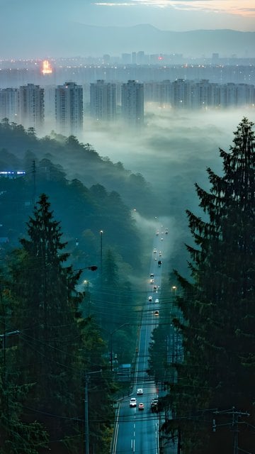 Misty Urban Forest Road at Dawn