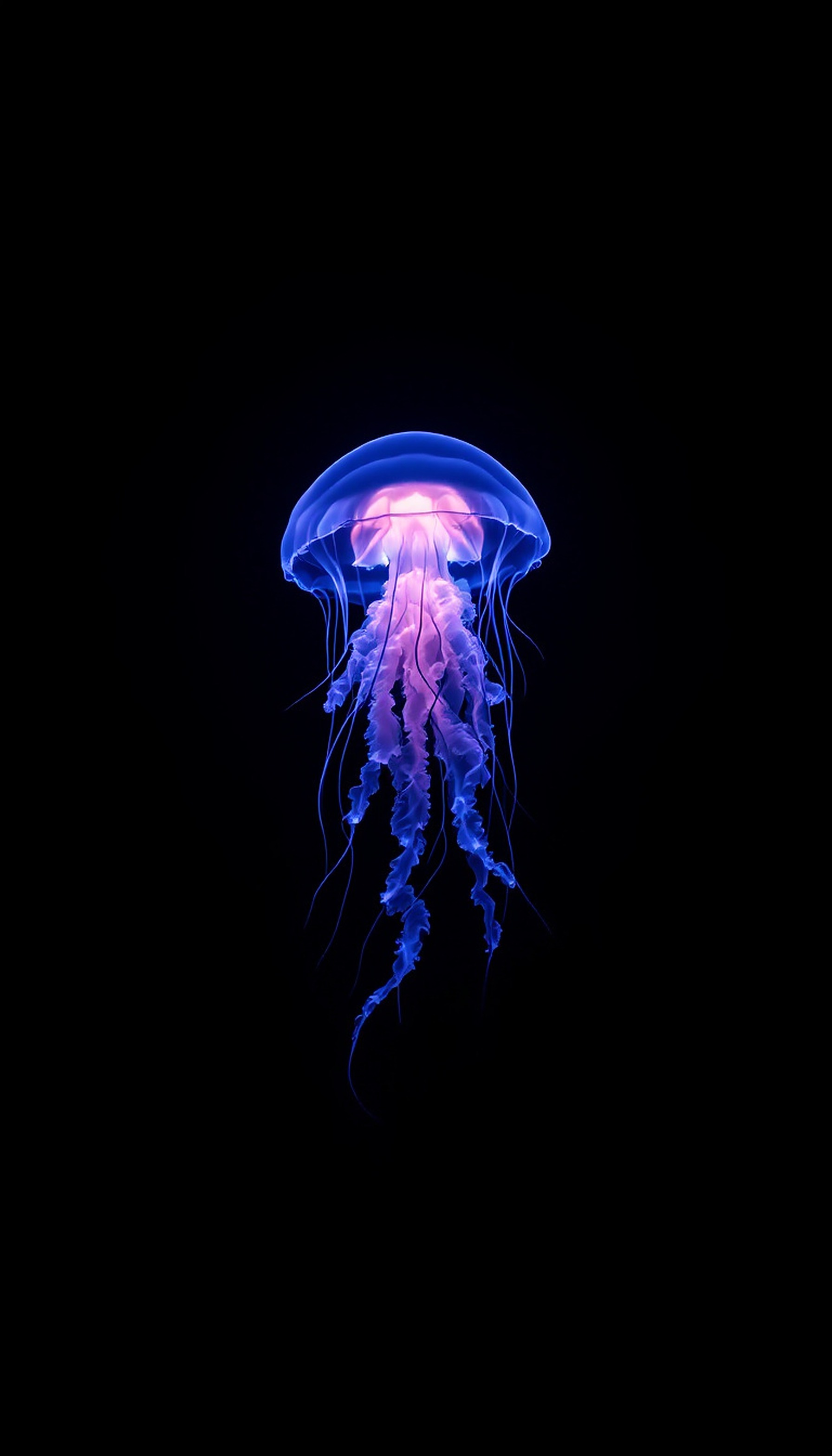 Glowing Blue Pink Jellyfish Dark Ocean Wallpaper, jellyfish, glowing, blue, pink, underwater, ocean