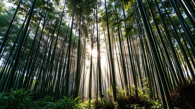 Sunrays in Bamboo Forest Wallpaper