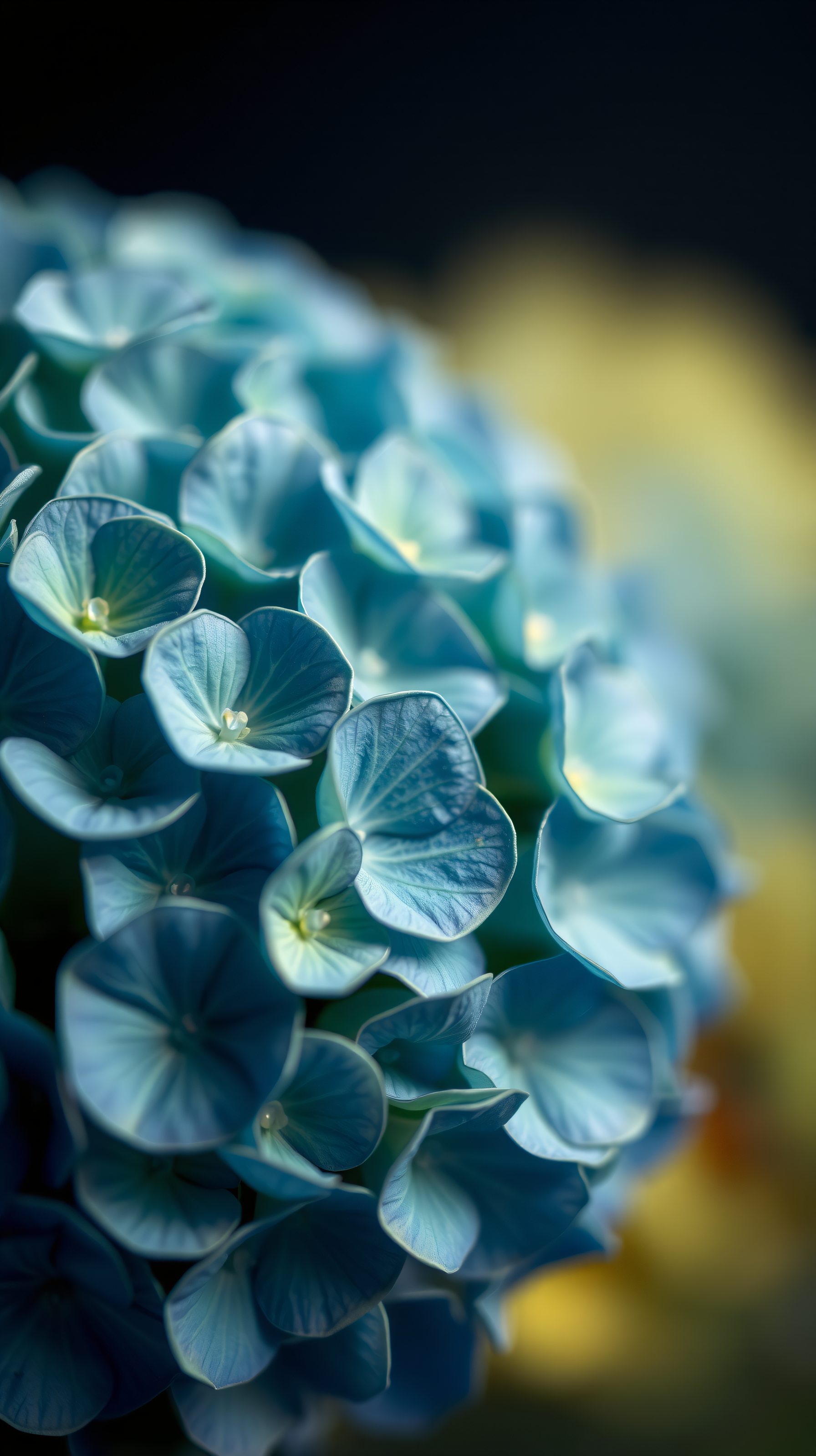 Vibrant Teal Hydrangea Bloom Macro Wallpaper, hydrangea, teal flower, blue green, floral macro, nature wallpaper, aesthetic floral
