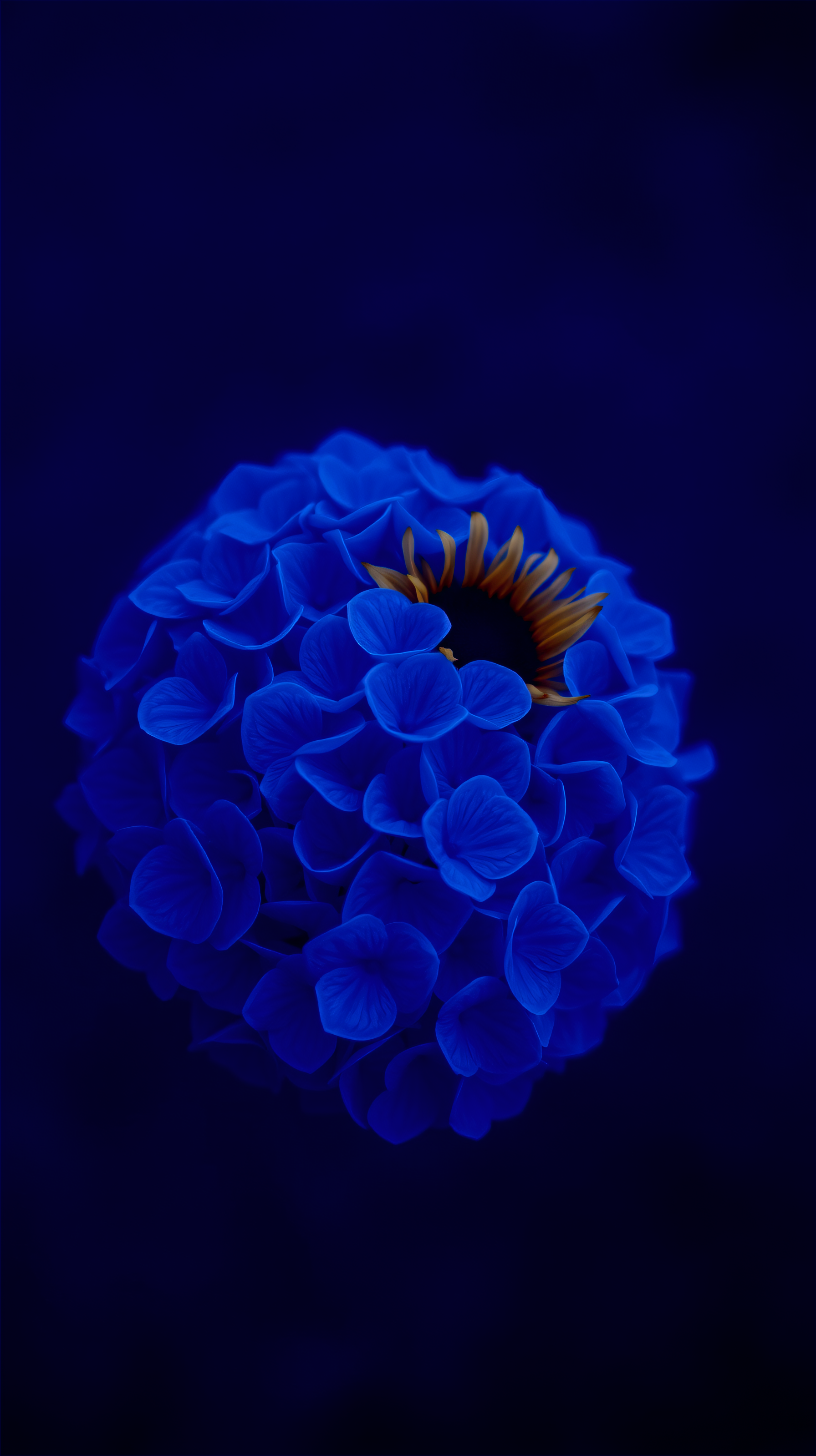 Vibrant Blue Hydrangea with Orange Center, blue flower, hydrangea, orange flower, dark background, vibrant blue, floral wallpaper