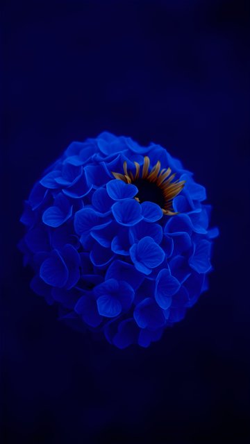 Vibrant Blue Hydrangea with Orange Center