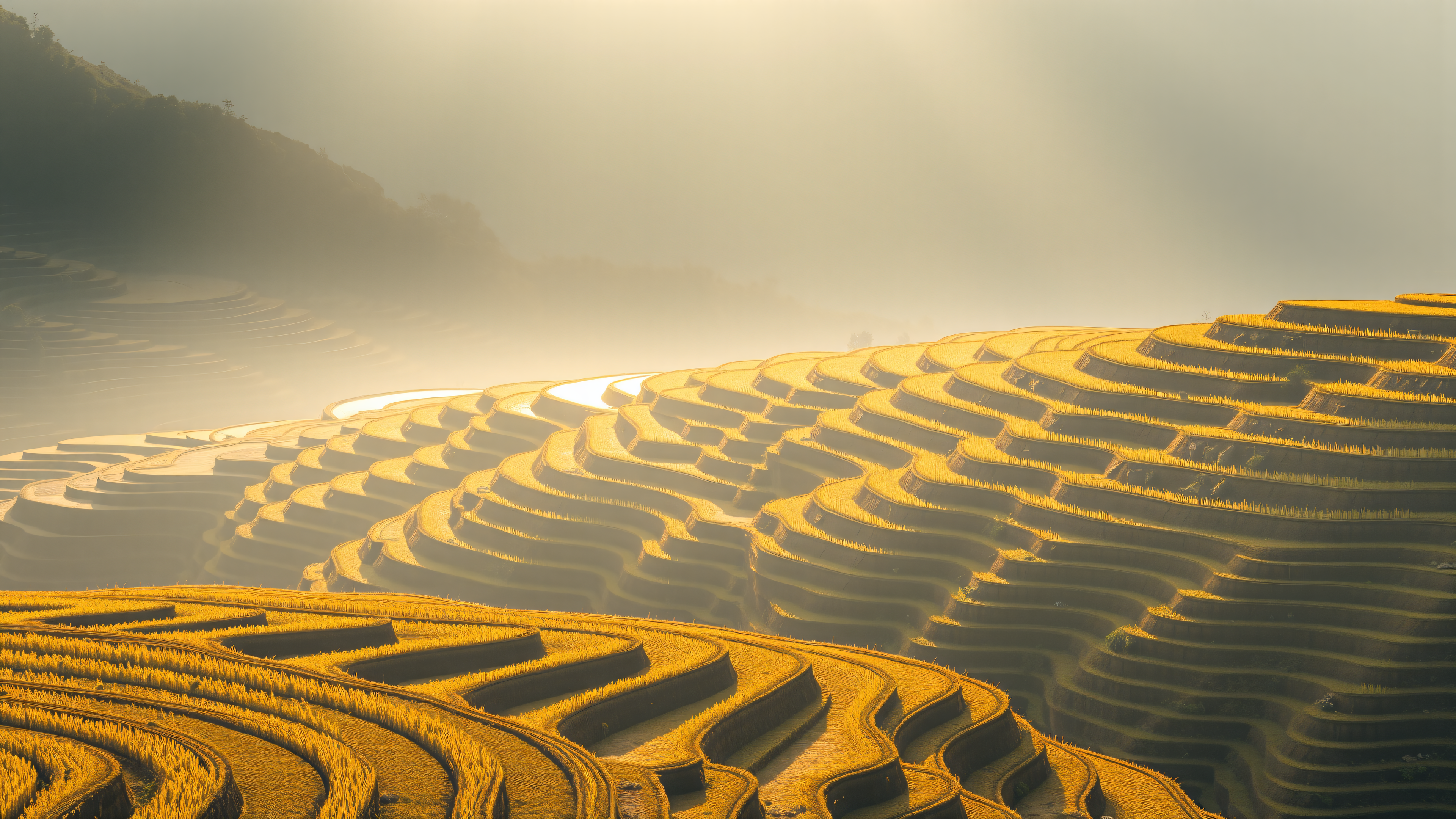 Golden Rice Terraces in Morning Mist Wallpaper, rice terraces, golden fields, morning mist, agricultural landscape, nature wallpaper, yellow
