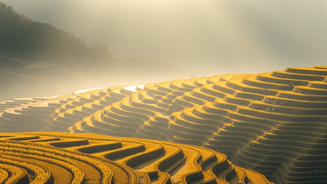 Golden Rice Terraces in Morning Mist Wallpaper