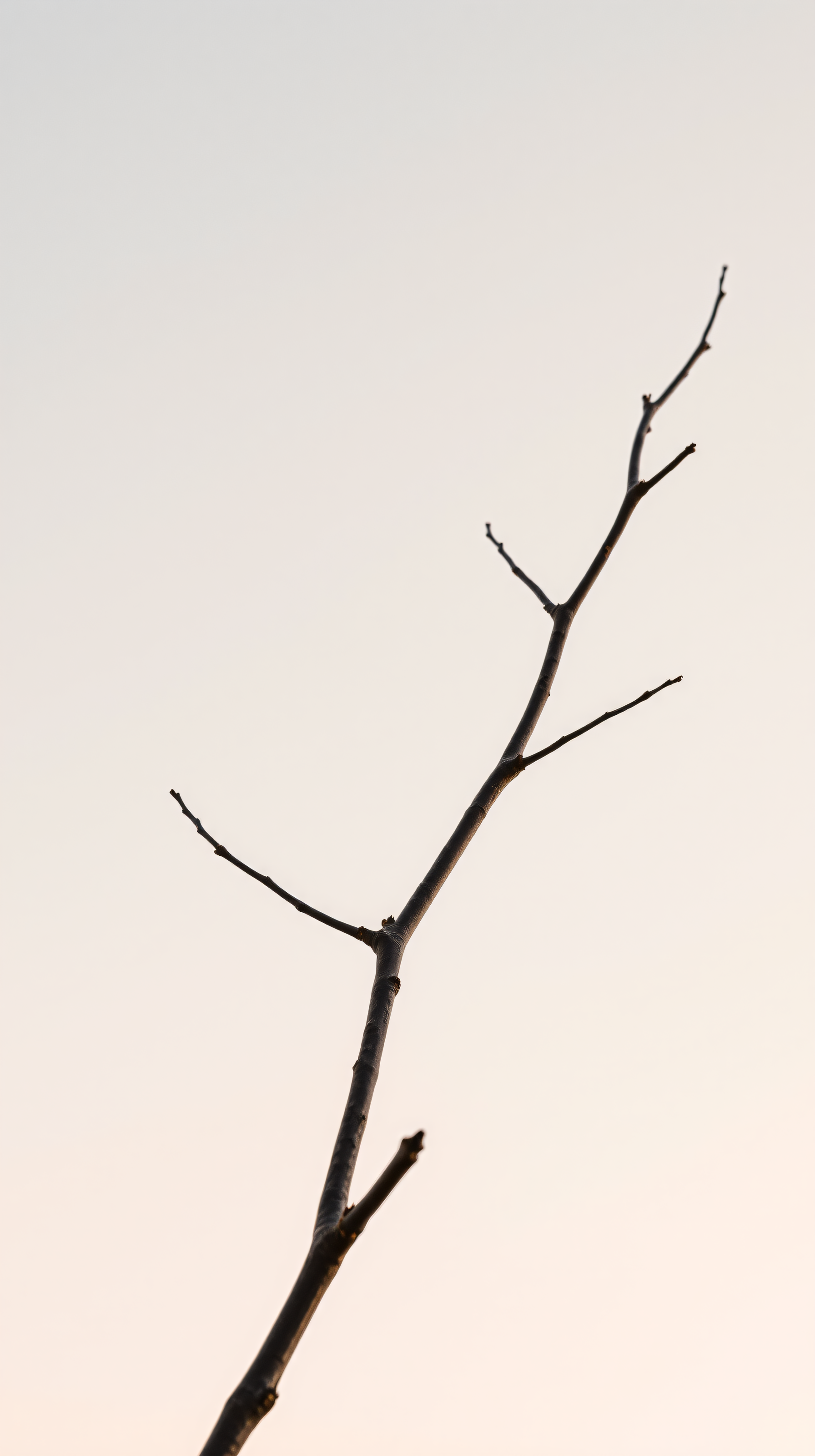 Minimal Bare Branch against Soft Sky, minimalist, bare branch, tree, nature, winter, soft sky