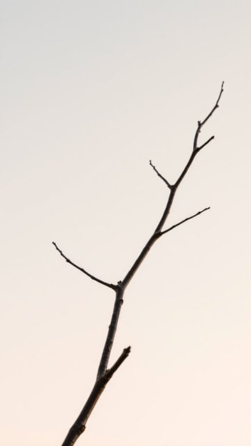 Minimal Bare Branch against Soft Sky