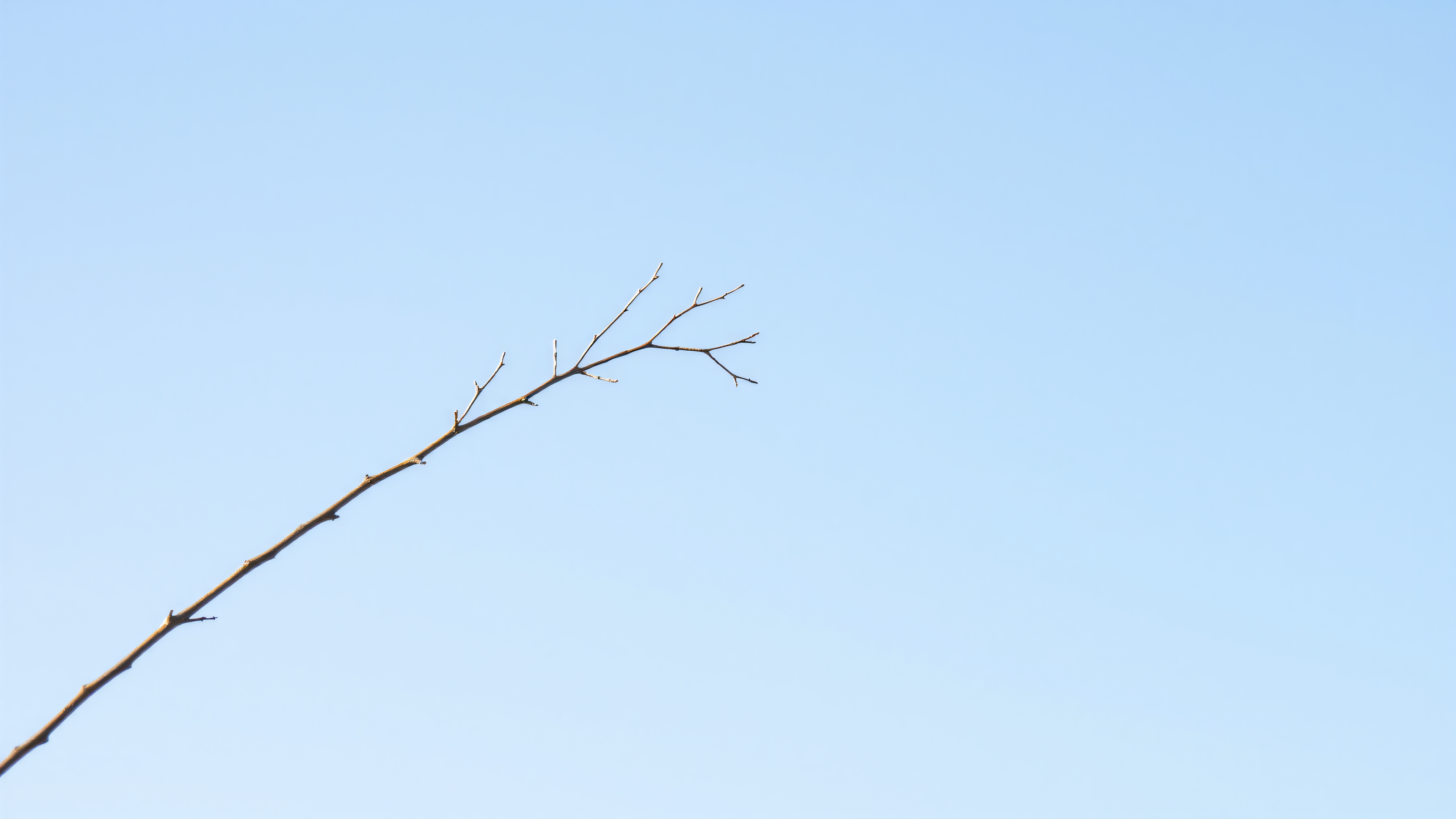 Minimalist Bare Branch against Pale Blue Sky, bare branch, minimalist, pale blue sky, nature, winter branch, serene