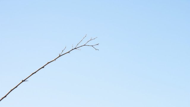 Minimalist Bare Branch against Pale Blue Sky