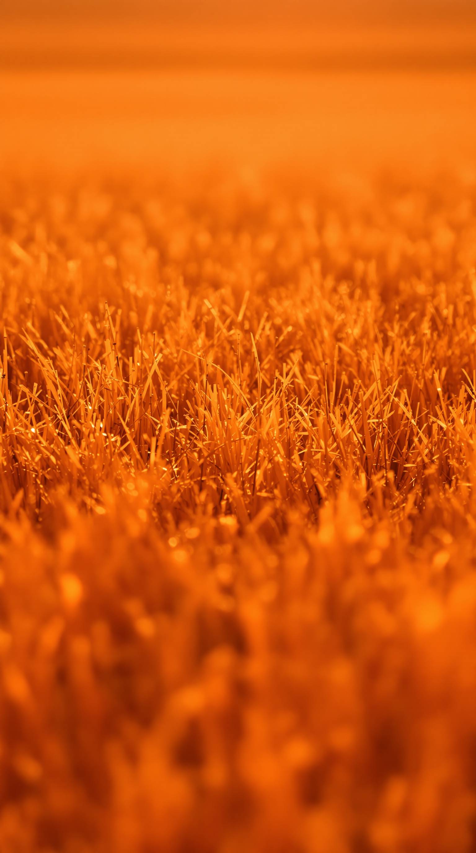 Vibrant Orange Grass Field Bokeh Abstract, orange grass, bokeh wallpaper, abstract nature, warm tones, vibrant field, aesthetic background