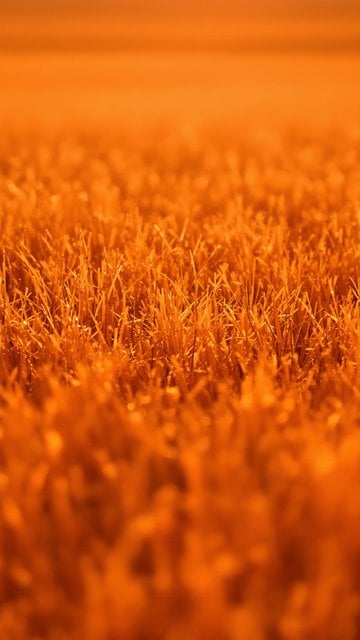 Vibrant Orange Grass Field Bokeh Abstract