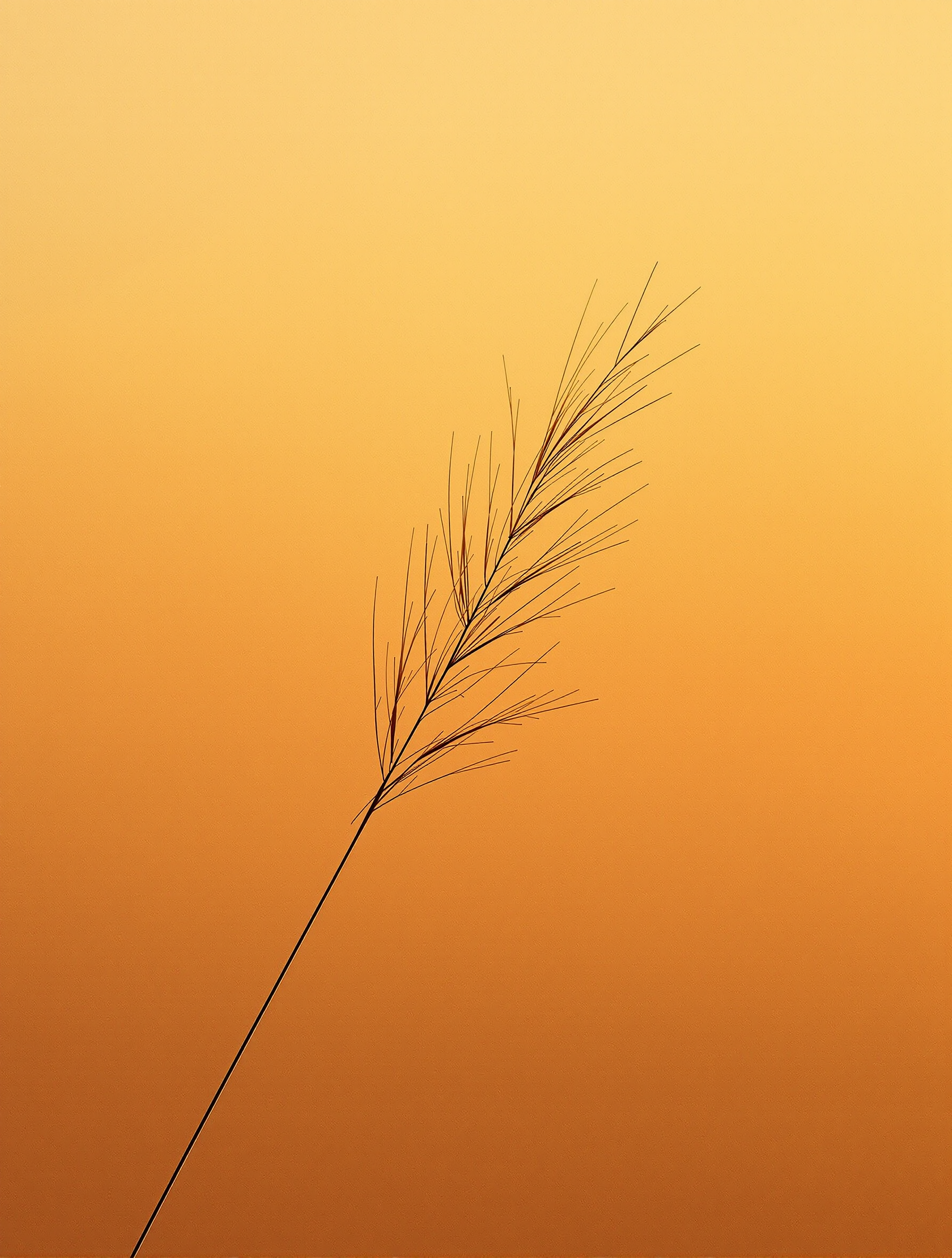 Minimal Pampas Grass Golden Hour Wallpaper, pampas grass, minimalist, sunset, golden hour, silhouette, orange
