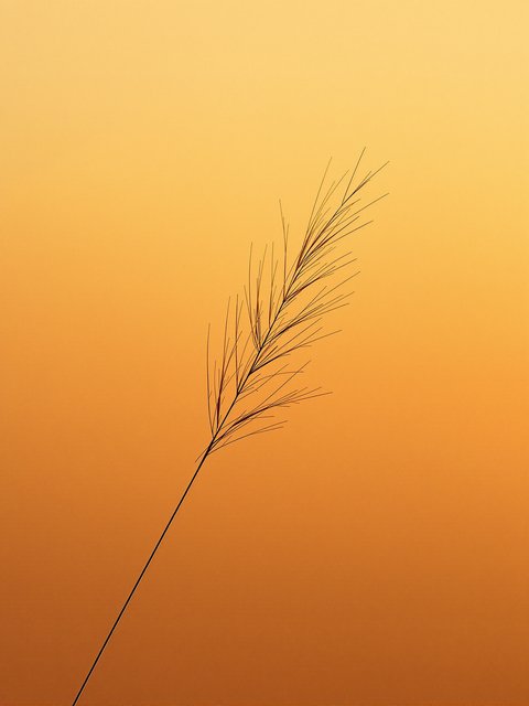 Minimal Pampas Grass Golden Hour Wallpaper