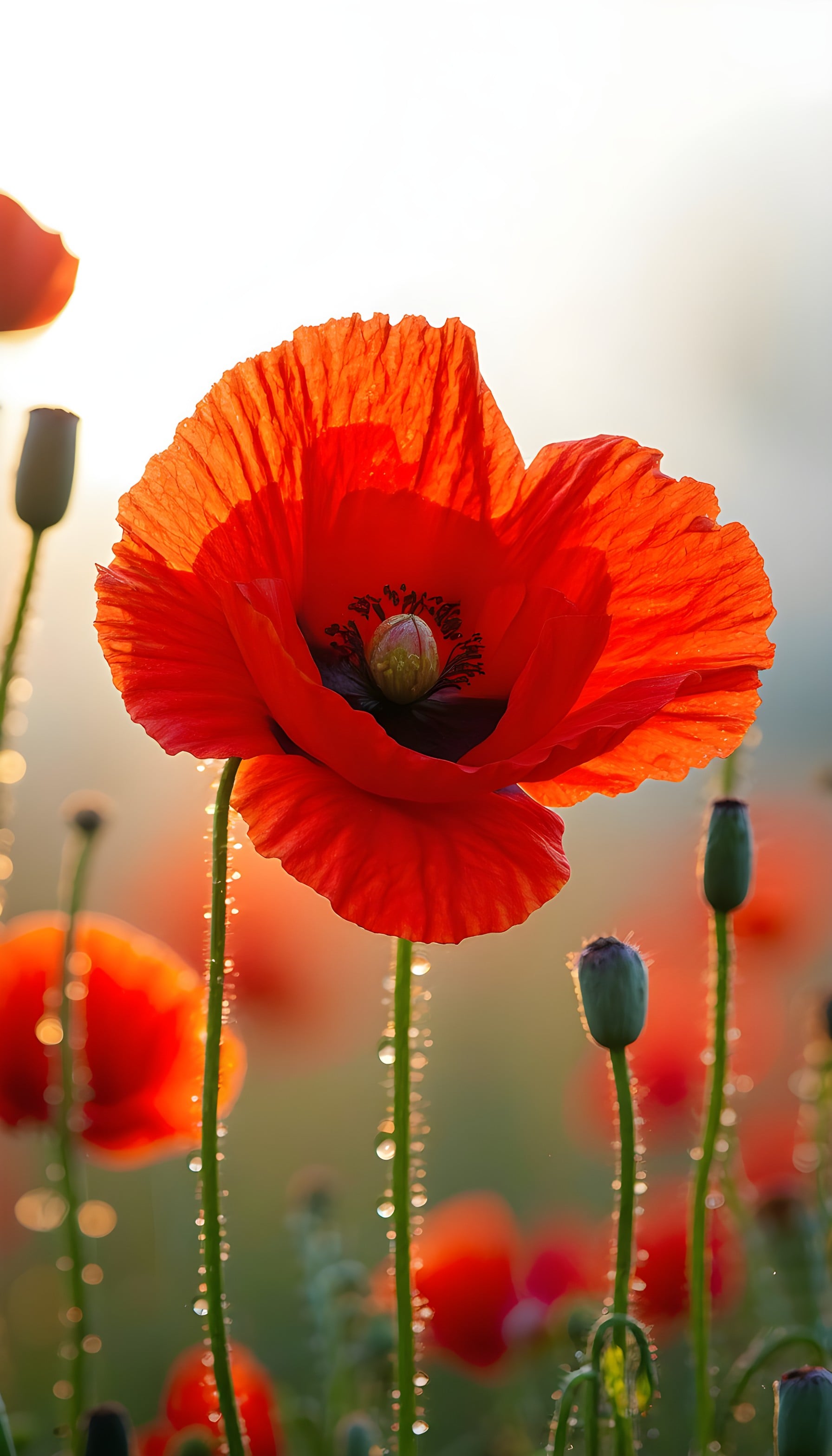 Vibrant Red Poppy Dewdrops at Golden Sunrise, poppy, red flower, dewdrops, sunrise, nature, vibrant