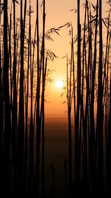 Serene Bamboo Forest Sunset Phone Wallpaper