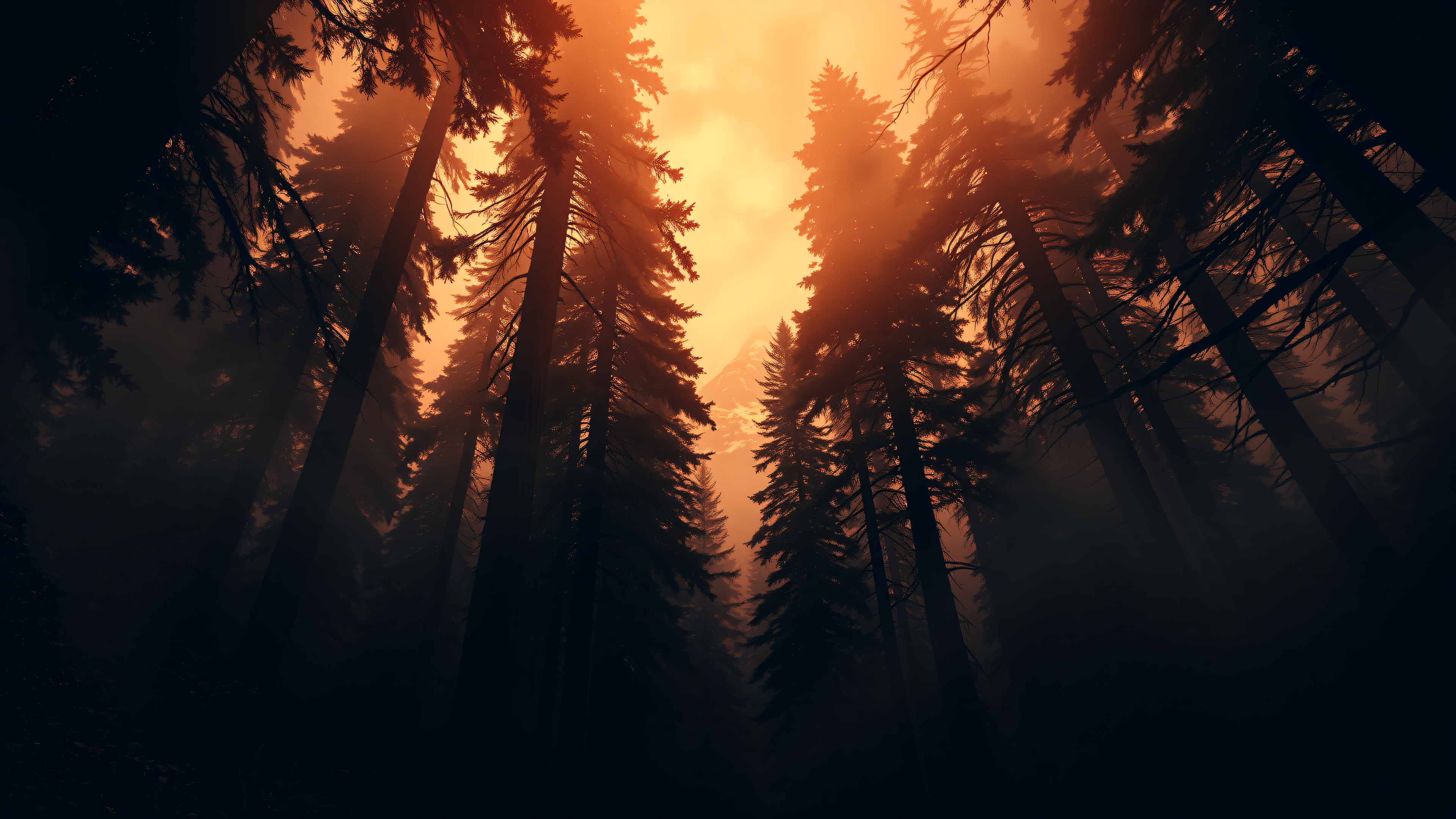 Misty Forest Sunset Pine Trees, forest, sunset, misty, pine trees, nature, moody